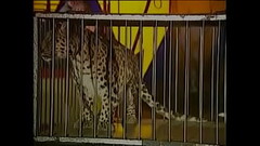 The cirkus full movie Thumb